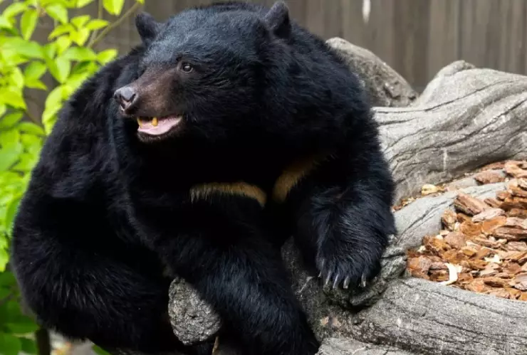 Excursión ESCOLAR termina en tragedia: Oso ATACA a niños; deja 11 heridos, dos en estado grave