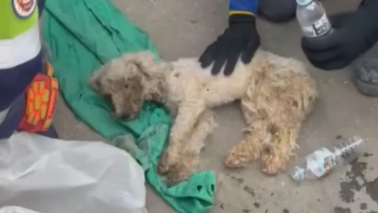 perro rescatado venezuela