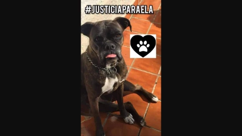 Vinculan a proceso a hombre que lanzó ácido a perrita en Morelos