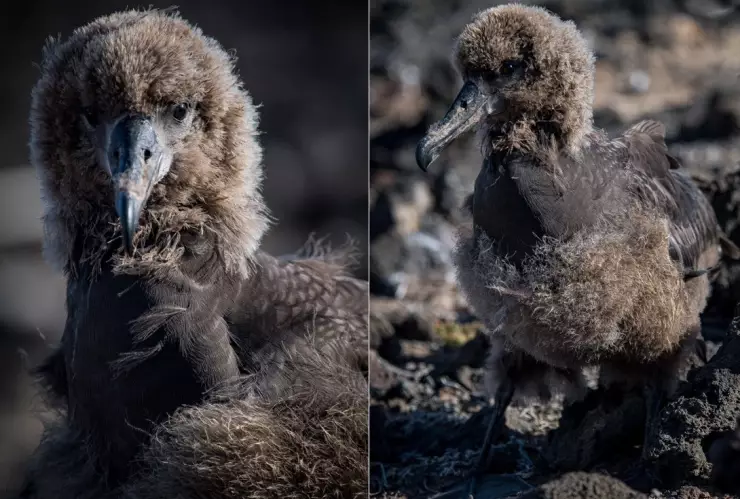 Polluelos de albatros patas negras.jpeg