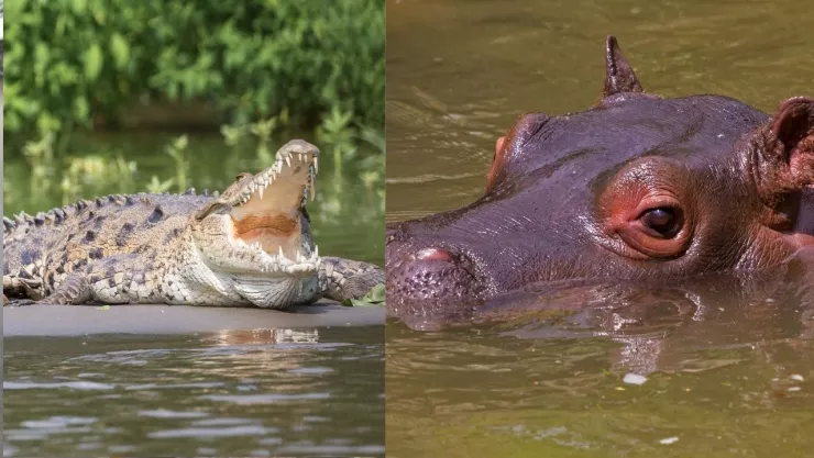 VIDEO: Captan a enorme cocodrilo devorando a un bebé hipopótamo