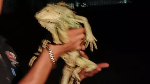iguana.jpg