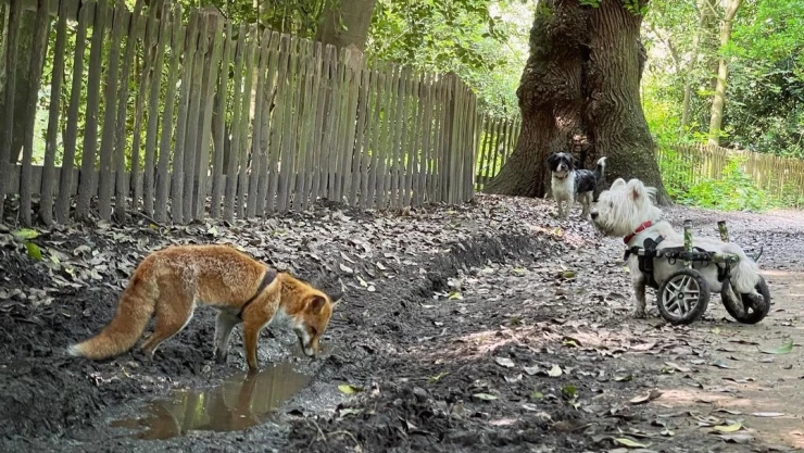 perrito en silla de ruedas y zorra ciega.jpg