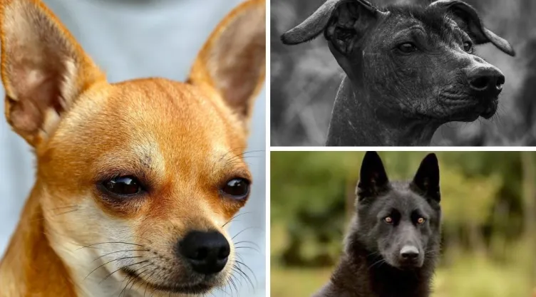 perros-mexicanos.jpg