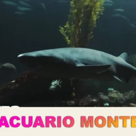 ACUARIO.jpg