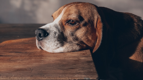 estudio perros duelo