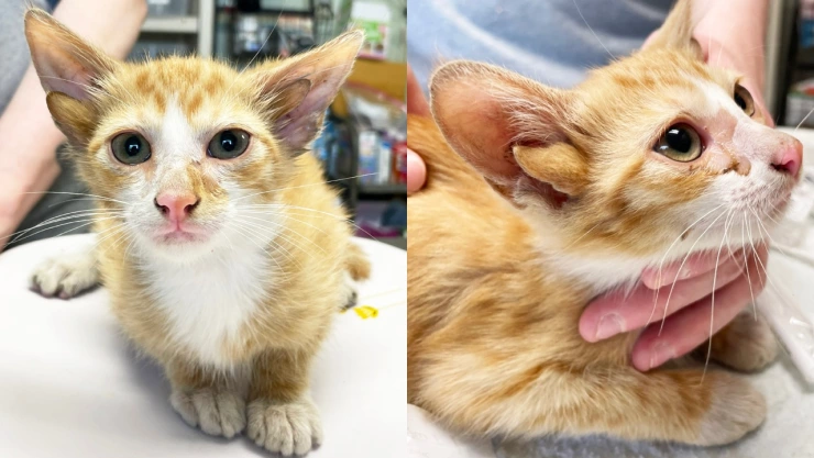 gato-4-orejas-eu-adopcion