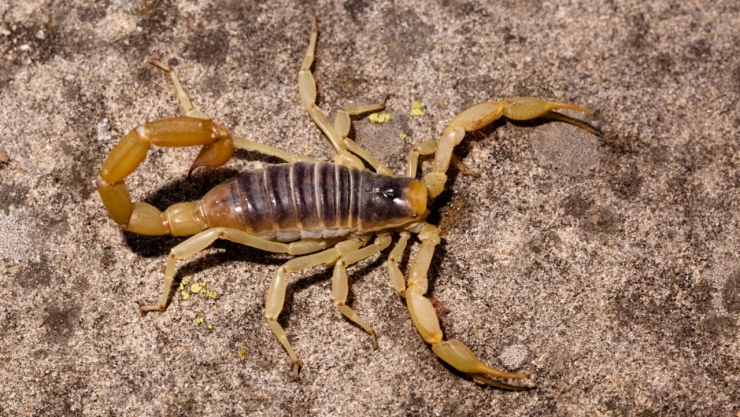 ¿Son peligrosos los alacranes güeros? Afina tu vista para detectar dónde hacen nido en tu casa