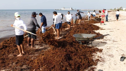Imágenes aéreas_ Así se ve el sargazo en el Caribe mexicano