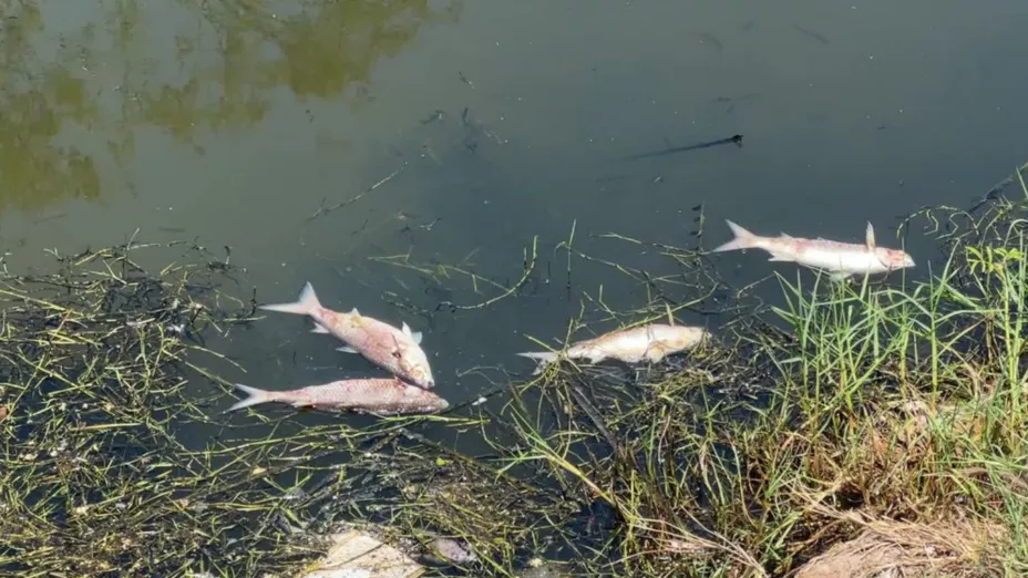 Peces muertos en la Laguna del Camarón, en Mazatlán