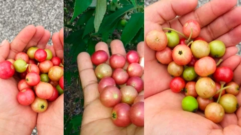 El Capulín de Chiapas: Un Tesoro Natural