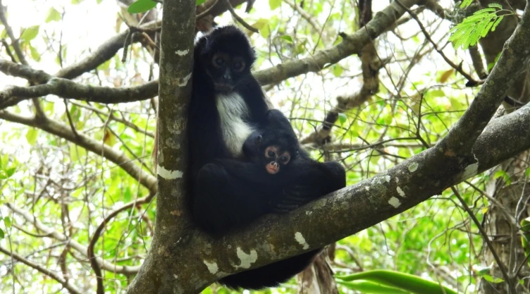 nace-tercera-cria-mono-arana-en-el-canon-del-sumidero-reintroduccion-exitosa-en-chiapas