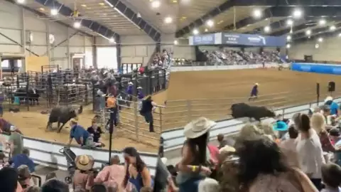 Toro se escapa del rodeo.jpg