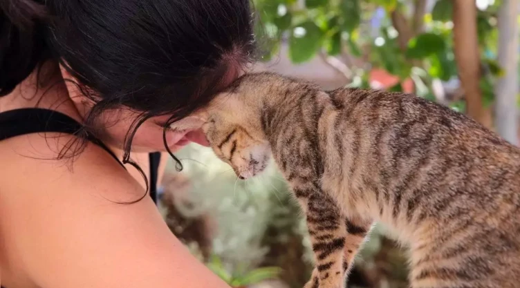 Cuidar gatos en Grecia