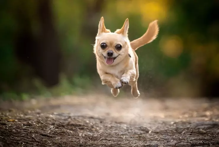 Iniciativa promueve cárcel para quien consuma carne de perros