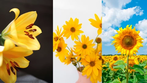 5 tipos de flores amarillas en Tuxtla Gutiérrez: ¿Dónde comprarlas?