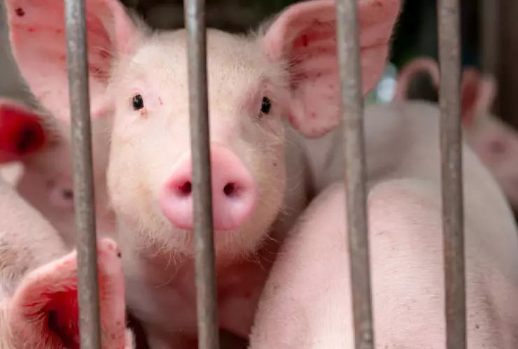 Detectan primer caso de gripe porcina en Reino Unido