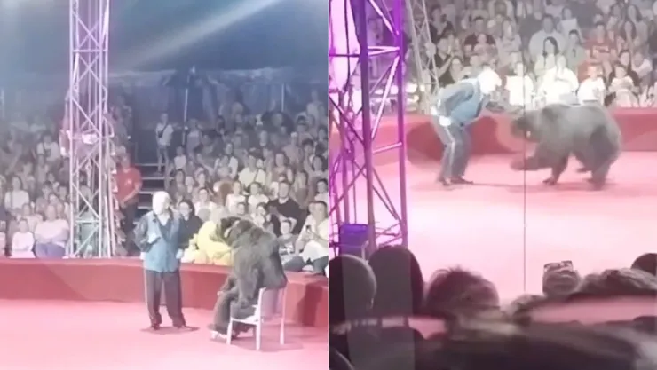 Oso ataca a presentador de circo en plena función en Rusia