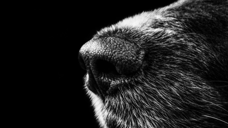 perro pasea brazo humano huaquechula