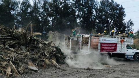 palmeras muertas CDMX qué pasa