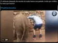 ¡No sean tan malos! Su mordida sí fue de susto; imagínense que los muerde un elefante, aunque la patada hubiera sido el colmo.