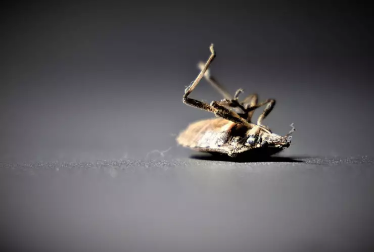 ¿Cómo eliminar las chinches con vinagre?