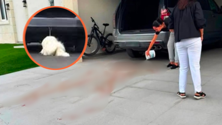 Captan a mujer jalando al perrito Rocky por varias calles y luego arrollarlo