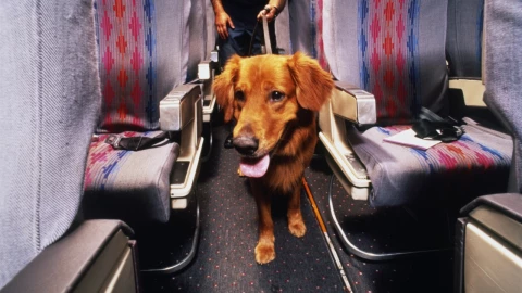 La nueva aerolínea exclusiva para perros y dueños que ofrece un viaje prometedor