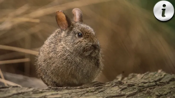 Teporingo Por qué este pequeño conejo es vital para los bosques de México.jpg