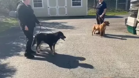 perrito homosexual.jpg