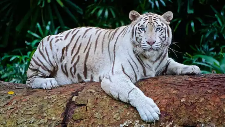 tigre blanco .jpg