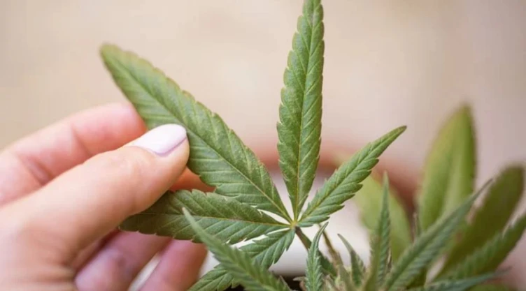 Día Mundial de la Marihuana 4/20