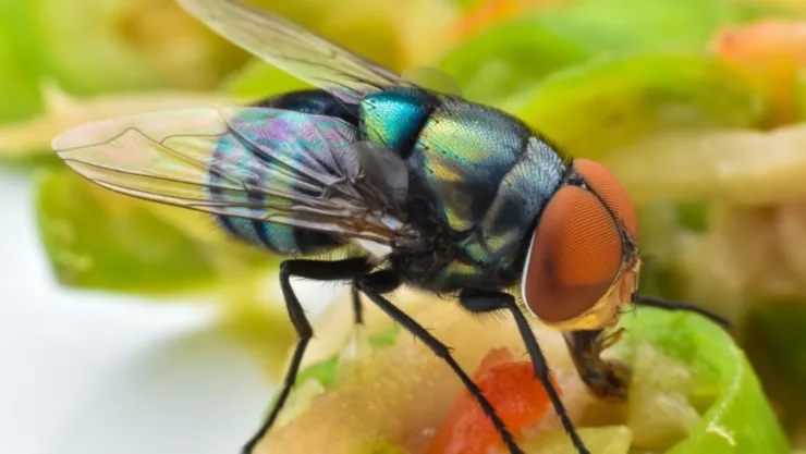 La mosca del gusano barrenador (Cochliomyia hominivorax).