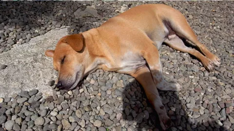 Perros murieron envenenados en Huejotzingo; alarma a vecinos de Valle de San Miguel