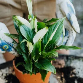 Los jardineros coinciden: qué hacer cuando llegas a casa si tienes una planta nueva