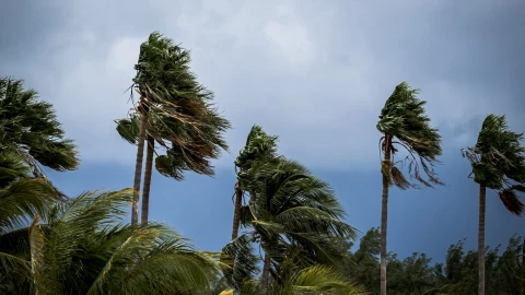Palmeras con fuerte temporal en Florida.