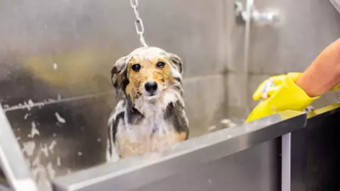 Cómo cuidar a mi mascota en temporada de lluvias