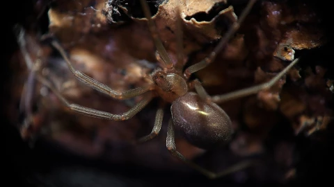 Araña violinista.jpg