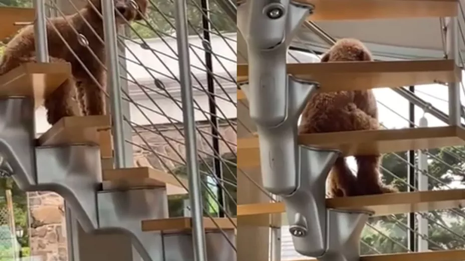 Captan a perro sentado como humano y aterroriza a usuarios en TikTok