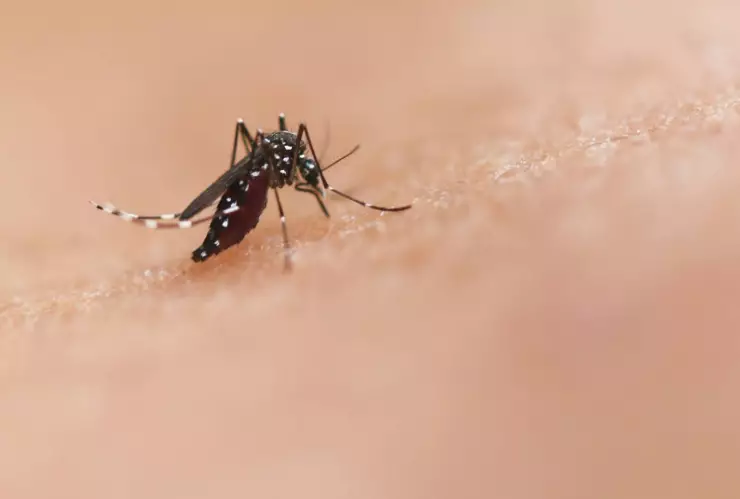 Esta es el virus del Oropouche detectada en América Latina y que ya cobró vidas humanas