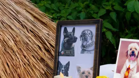 altar lomitos y michis