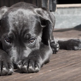 los-perros-pueden-reconocer-si-estas-enojado-triste-o-feliz-esto-dice-su-cerebro