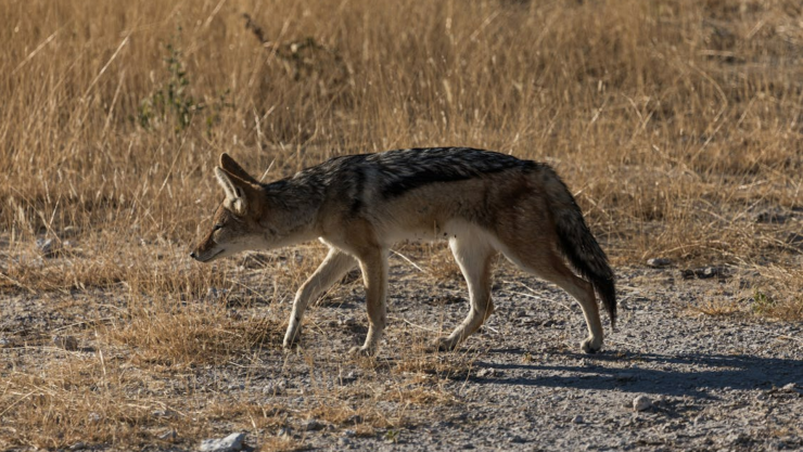 Coyote aparece en plena transmisión noticiosa.png