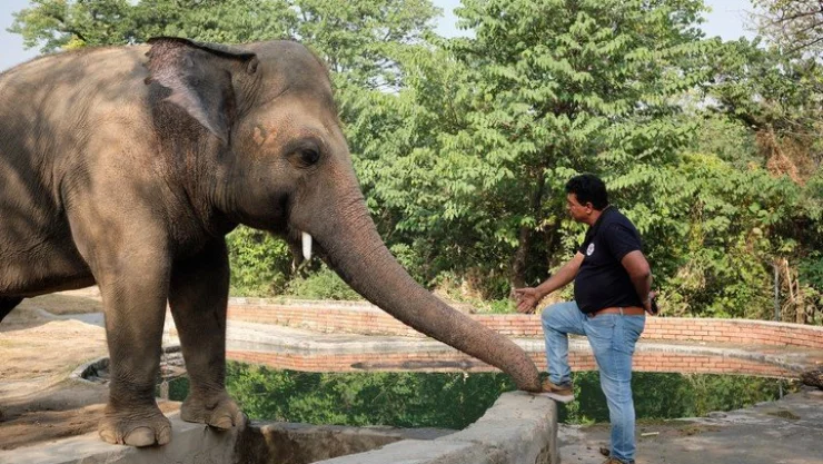 Kaavan, ‘El elefante más triste del mundo’, se prepara para ser libre