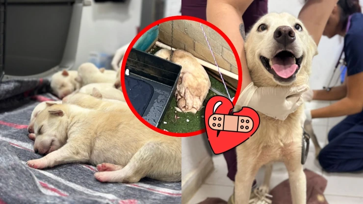 Rescatan a perrita amarrada que protegió a sus cachorros de la lluvia en el municipio de Benito Juárez