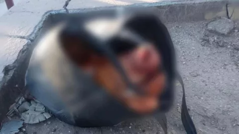 Hallan cabeza de cerdo frente a oficinas de CESPM en Mexicali; autoridades inician investigación