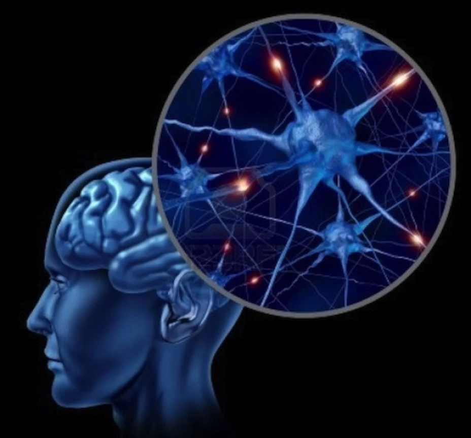 El virus afecta la capacidad mental del cerebro humano