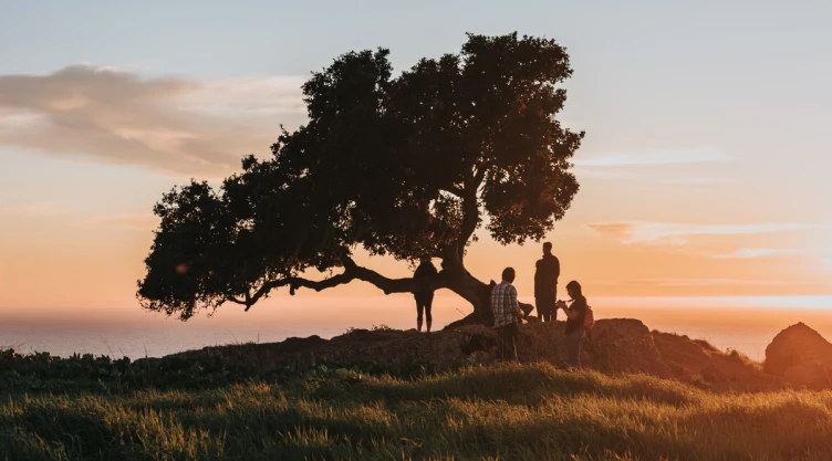 /estilo-de-vida/filosofía-china-detrás-árbol-torcido-árbol-recto