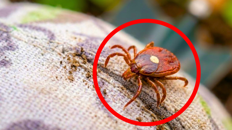 virus Bourbon garrapatas