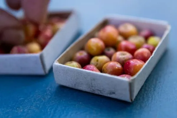 manzanas